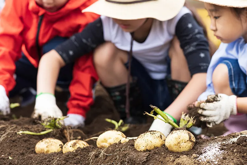 家庭菜園で土を選ぶ千葉県の気候と土壌に合ったポイント徹底解説