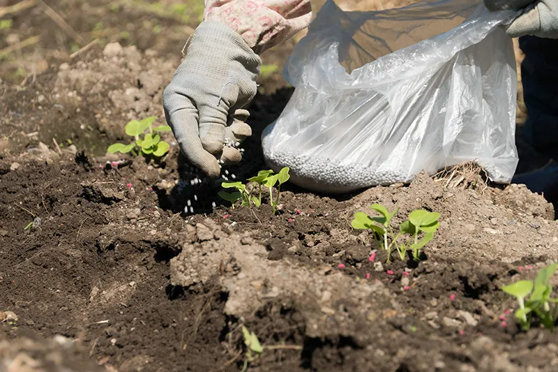 家庭菜園で手軽に始める栽培の基本と初心者向け野菜の選び方