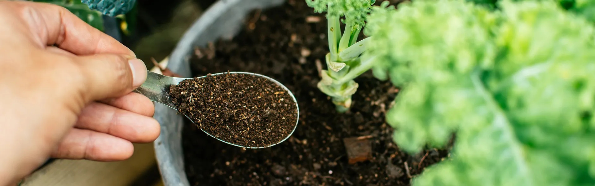 土壌改良剤として焼籾を活用した土作りと効果的な使い方完全ガイド