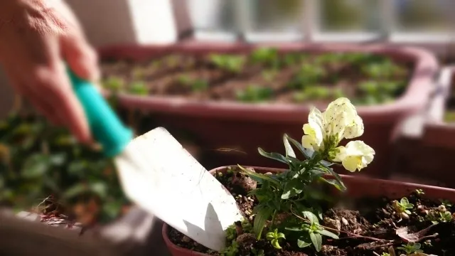 有機培養土の秘密：家庭菜園で活きる自然の力