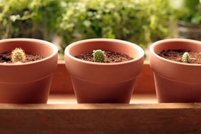 高品質な有機培養土で植物を育てる秘訣