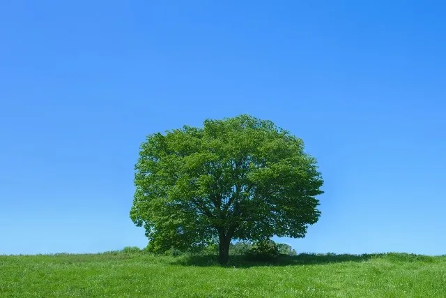 秋田県の有機栽培革命：大地に息づく自然の恵み