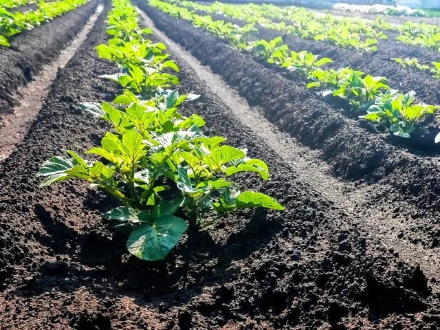 栽培の連作障害と土壌疲労回復の実践法まとめ