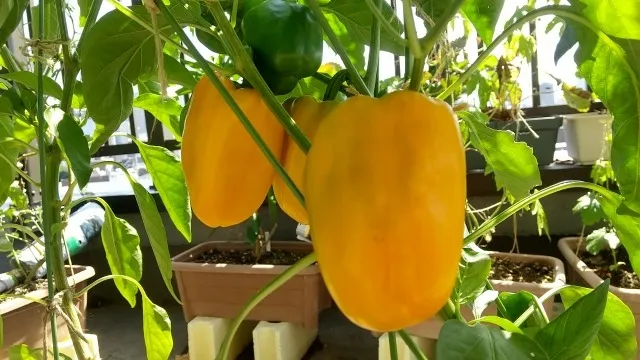 岩手県の自然で育む！有機培養土で始める野菜栽培の魅力