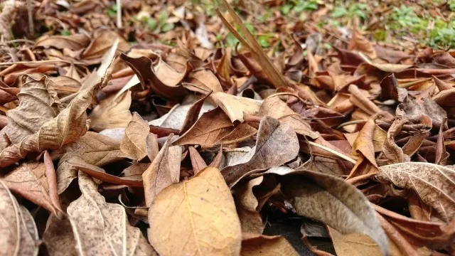 福島県の土壌微生物が育む豊かな農地の秘密