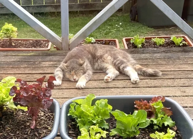 家庭菜園で始める収穫の喜びと生活の変化