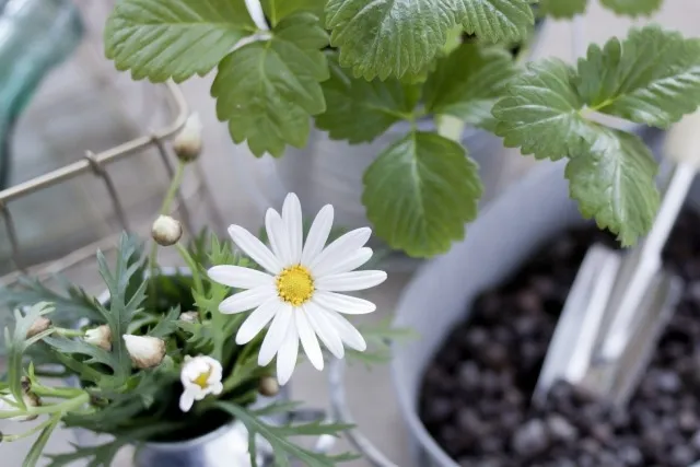 初心者必見！成功するための有機培養土の選び方ガイド