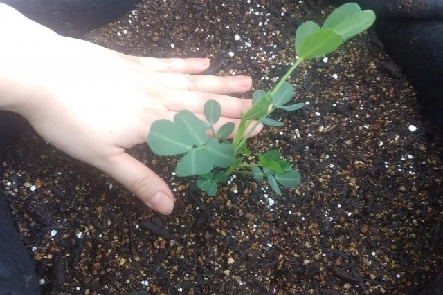 有機野菜の魅力を再発見！自然の力で育まれた健康と美味しさ