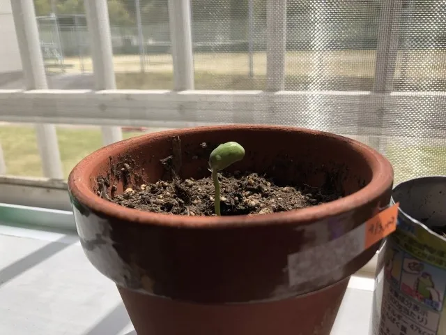 鉢で始める！家庭菜園の新たな挑戦とその魅力