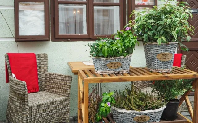 有機培養土で野菜作りを始めるためのステップガイド