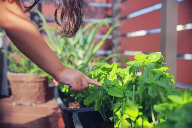 家庭菜園の種類別ガイド：初心者から楽しむ多様な野菜栽培の魅力