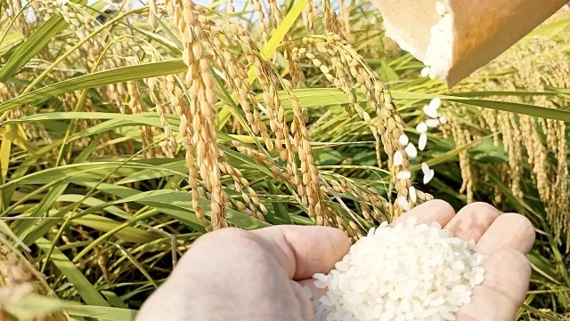 籾殻で育む植物生育革命：自然の力を最大限に活かす方法