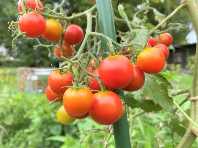 トマトの家庭菜園：初心者も安心！美味しい収穫へのステップ