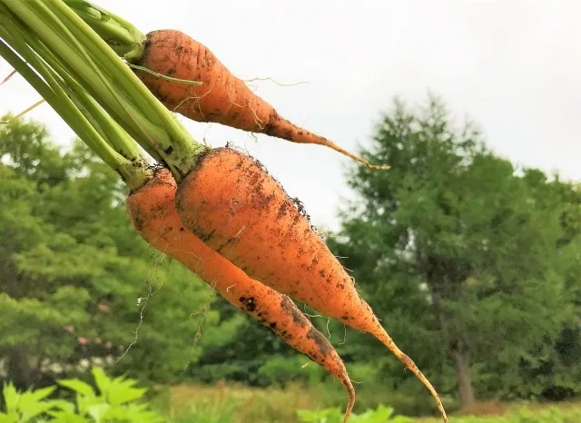 家庭菜園で楽しむ！育てやすくて甘い人参の魅力と栽培方法
