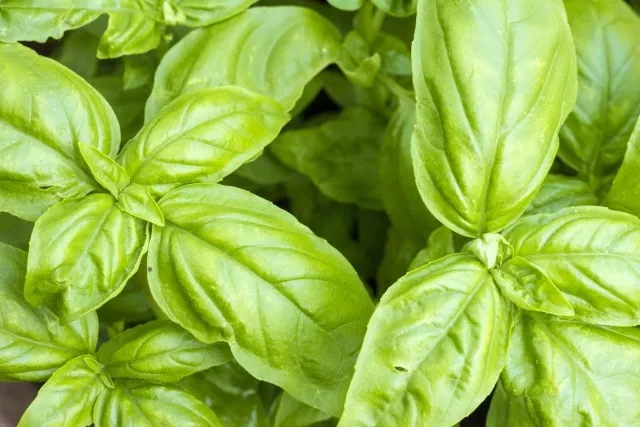 初心者必見！家庭菜園セットで始める簡単ガーデニング