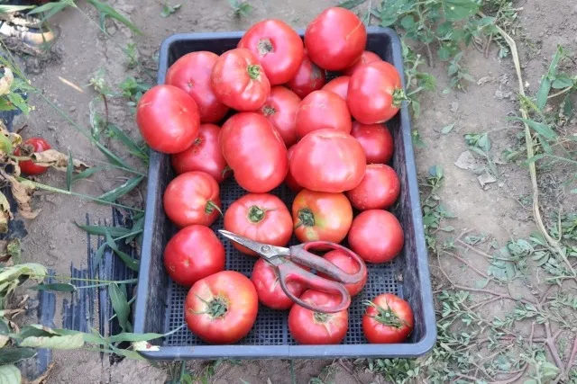 有機栽培で栄養満点の野菜を育てるためのステップバイステップガイド