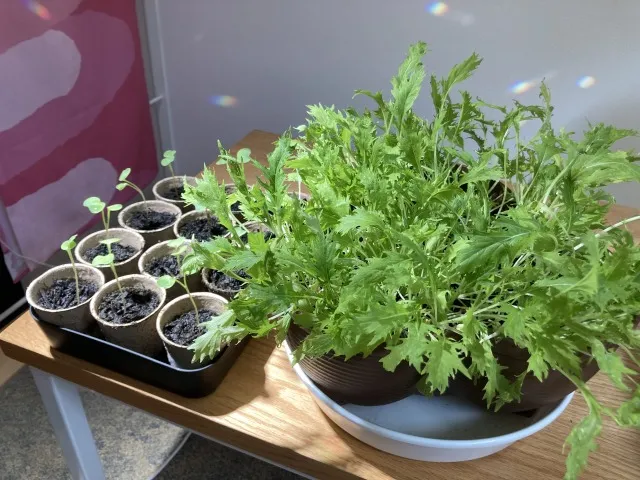 室内で楽しむ！初心者向け栽培方法と成功の秘訣