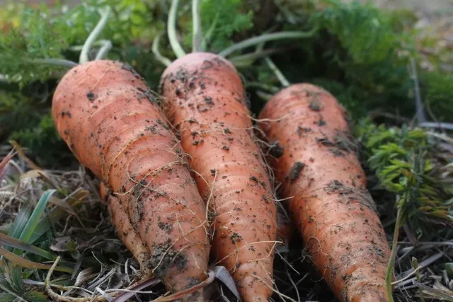 家庭菜園成功のためのステップバイステップガイド：プロが教える作物育成の秘訣