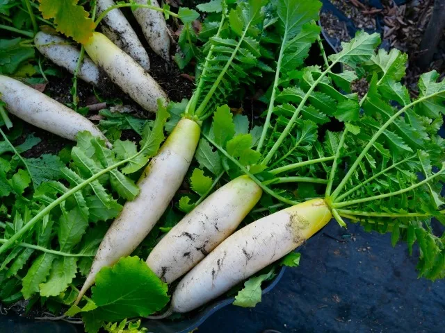 初心者でも安心！家庭で大根を育てるための基本ステップ