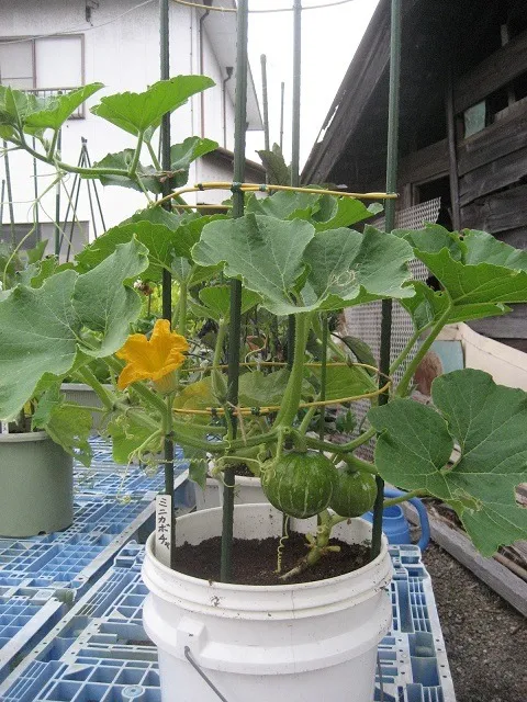 かぼちゃ栽培の極意：初心者でもできる簡単ガイド