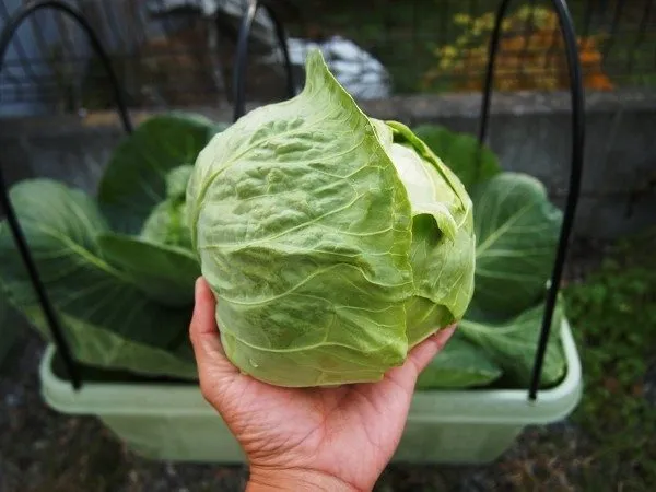 キャベツ栽培の極意: 成功へのステップバイステップガイド