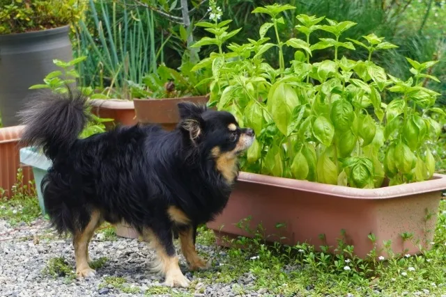 初心者でもできる！家で楽しむハーブ栽培の基本