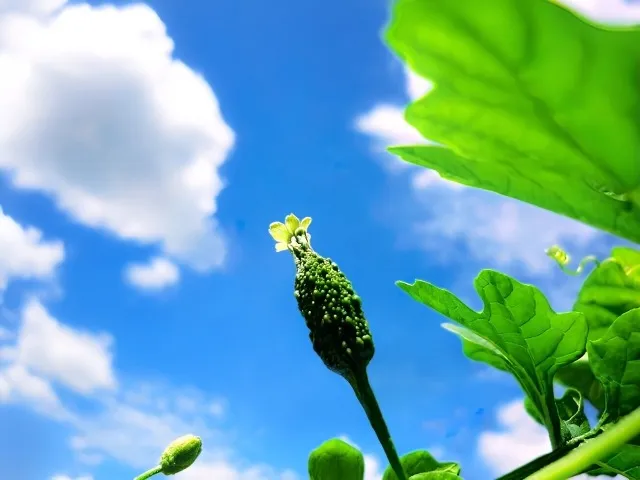 けい酸の未知なる力！植物と健康に与える革新効果を解明