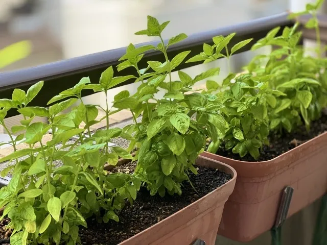 始めてみよう！ベランダ菜園の基本準備ガイド