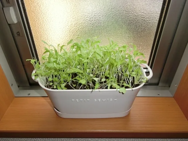 室内栽培の革命！健康を育むスマートな植物育成方法