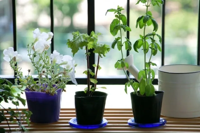 初心者でも安心！ベランダ菜園の手入れ方法とポイント