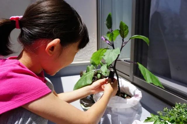 初心者でも安心！多様な栽培方法で始めるおうち菜園の魅力