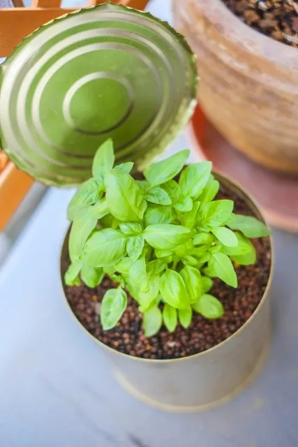 室内栽培で始める！手軽に楽しむ自家製野菜の新生活