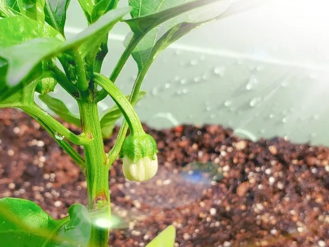 ベランダ菜園の掃除術：健康な野菜を育てるための清潔な環境作り