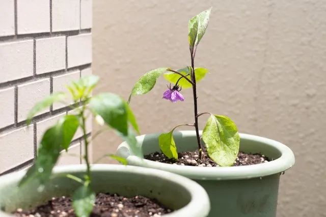 有機培養土を選ぶための完全ガイド：環境に優しい選択とその購入方法