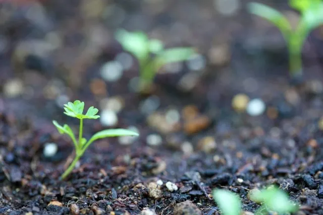家庭菜園で成功するための5つのポイント〜初心者必見！