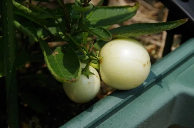 ベランダ菜園を成功させるための5つの秘訣