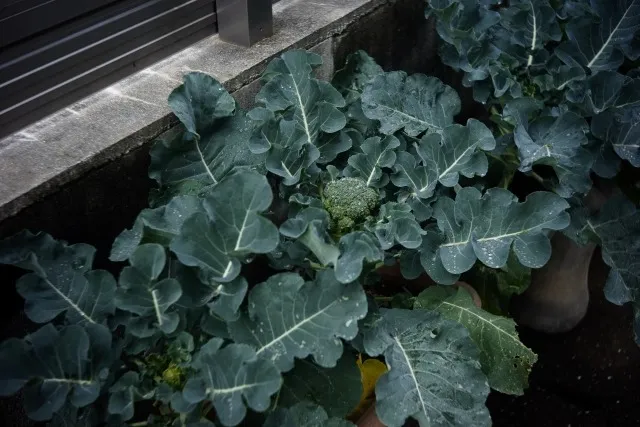 ベランダ菜園で始める簡単プランター栽培の極意