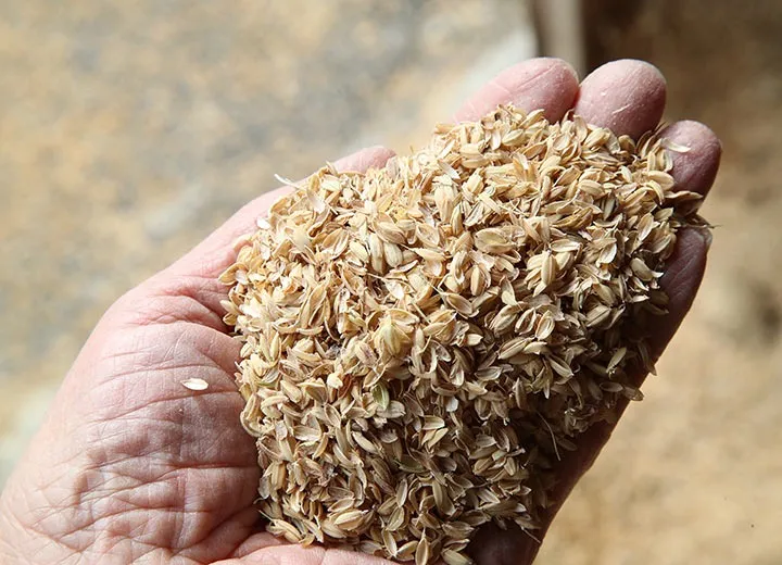 もみ殻の利用法で家庭菜園・畑の土壌改良と持続可能な活用術を徹底解説