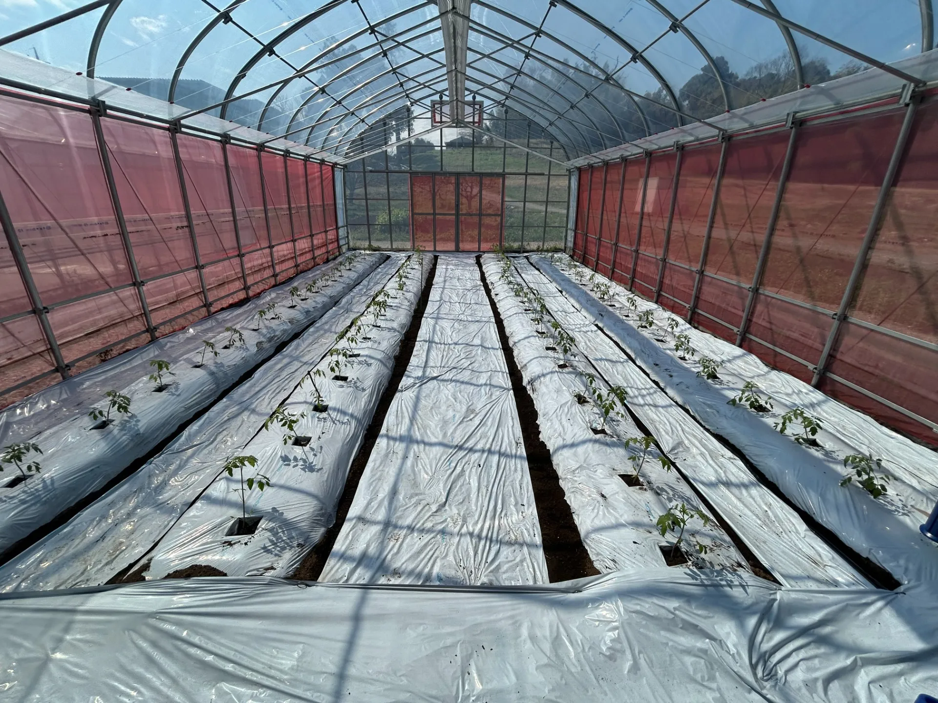 トマト栽培始めました！！