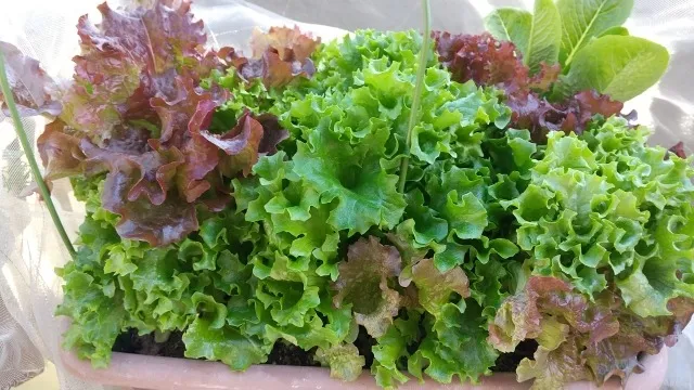 有機培養土の選び方と効果的な活用法: 成分がもたらす驚きの力