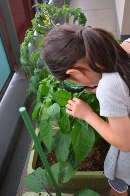 ベランダ菜園をもっと楽しく！便利グッズで始める家庭菜園のコツ