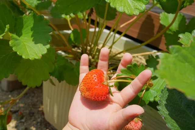 子どもたちに伝える！未来を創るSDGs教育の重要性