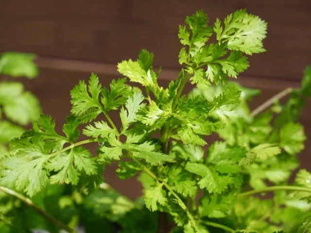 簡単スタート！ベランダ菜園で育てるおすすめ野菜とハーブ