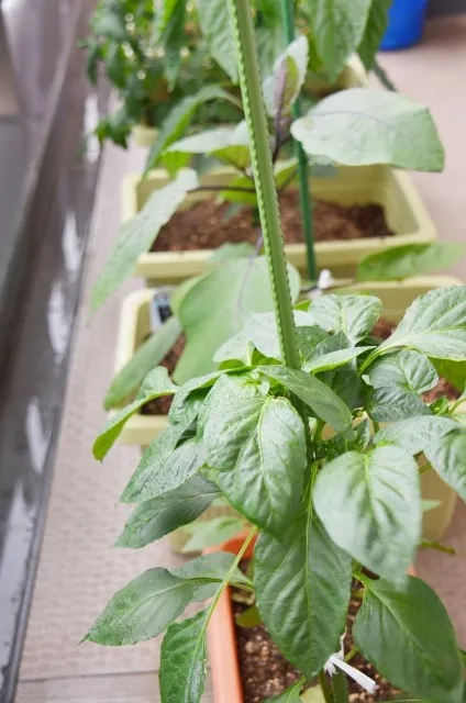 家庭菜園を楽しむためのベランダの有効利用アイデアと快適空間づくり