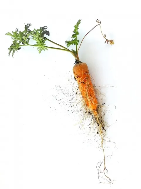 有機農産物の可能性を探る: 健康と環境を守る新しい選択肢