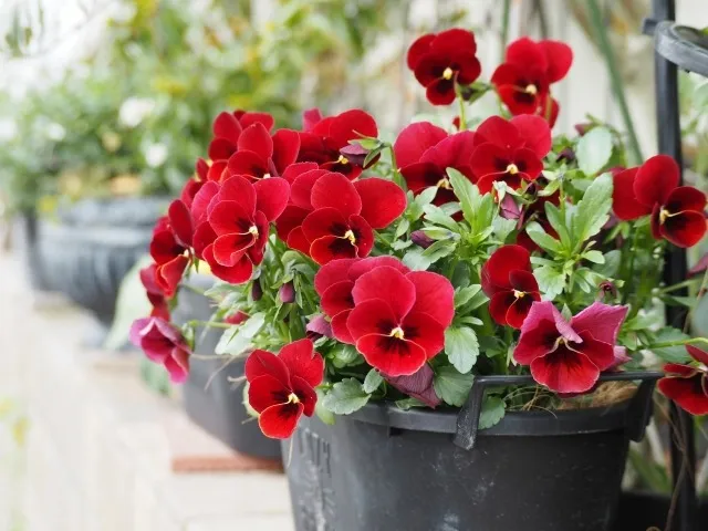 有機培養土で育てる花：持続可能な美しさを実現する方法