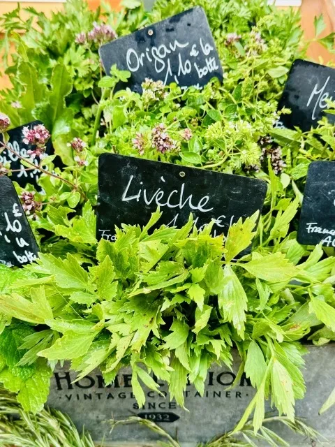 家庭菜園で育てるハーブの魅力と活用法