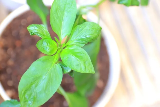 ガーデニング成功の鍵！土の選び方と育て方の専門ガイド