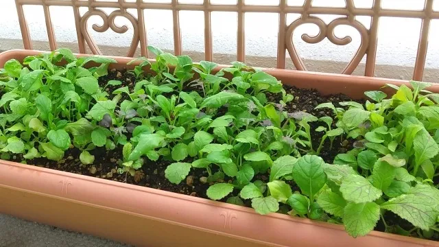 賃貸でも始められる！ベランダ菜園の極意とアイデア