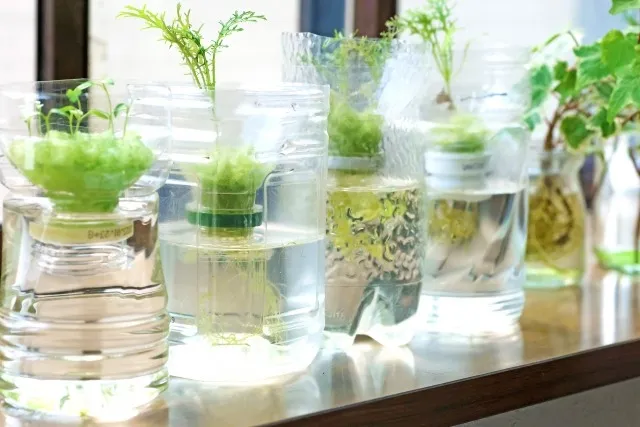 室内栽培で手軽に始める！初心者向けおすすめ植物と育て方